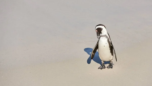 Penguin Chick Black Footed Penguin Boulders Beach South Africa — 스톡 사진