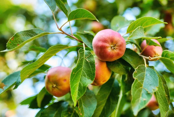 An apple per day keeps the doctor away. Apple-picking has never looked so enticing - a really healthy and tempting treat