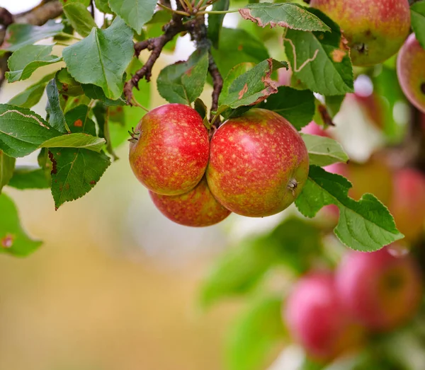 An apple per day keeps the doctor away. Apple-picking has never looked so enticing - a really healthy and tempting treat