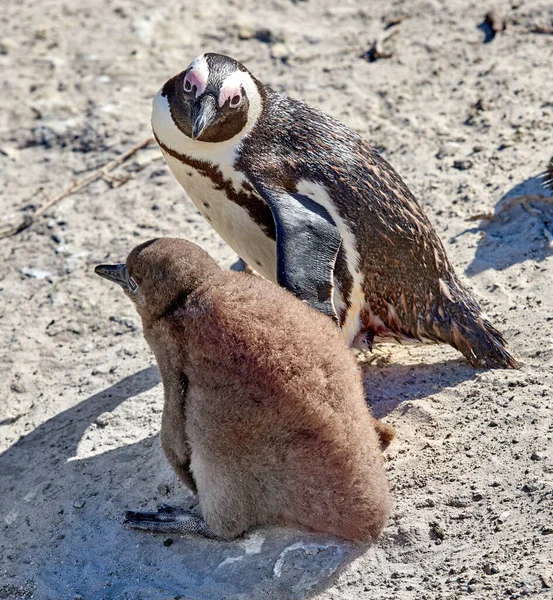 Penguin Chick Black Footed Penguin Boulders Beach South Africa — Foto de Stock