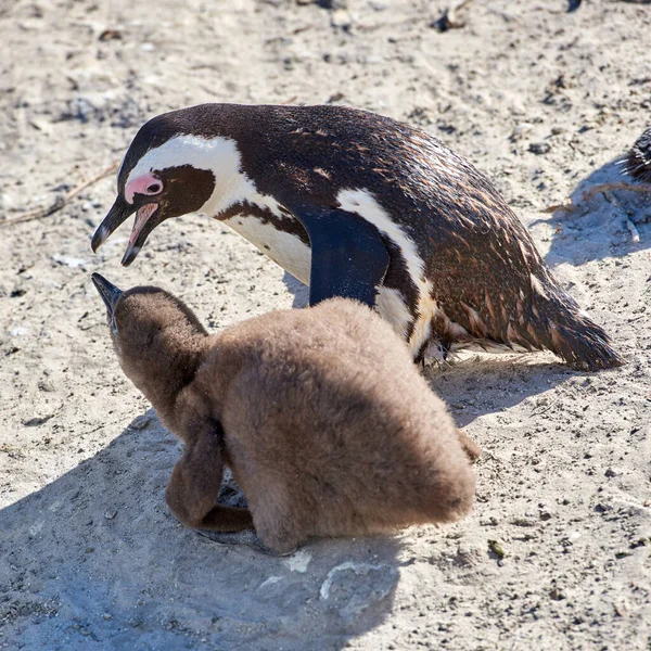Penguin Chick Black Footed Penguin Boulders Beach South Africa — 스톡 사진
