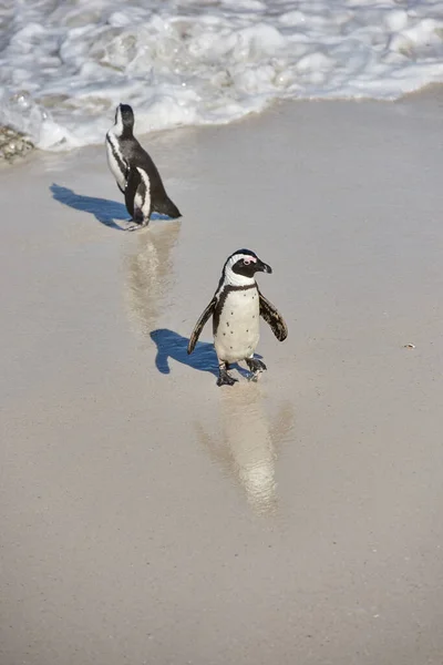 Penguins Black Footed Penguin Boulders Beach South Africa — Stock Fotó