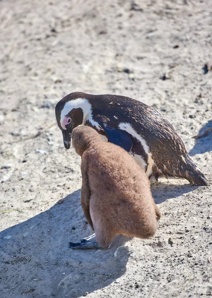 Penguins Black Footed Penguin Boulders Beach South Africa — 스톡 사진