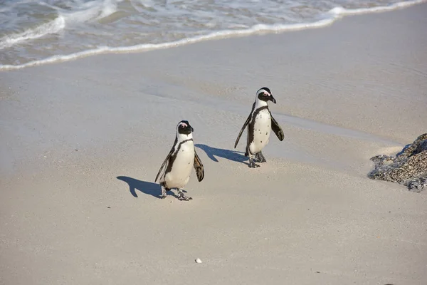 Penguins Black Footed Penguin Boulders Beach South Africa — 스톡 사진