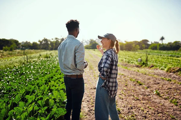 Sustainable farmers talking about organic green crops on a farm on a sunny day outdoors. Two agriculture experts collaborating and discussing the harvest of vegetable food produce on farmland.