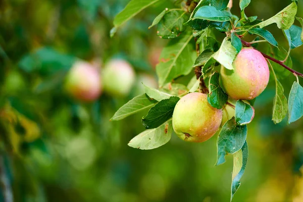 Ett Äpple Dag Håller Doktorn Borta Äppelplockning Har Aldrig Sett — Stockfoto