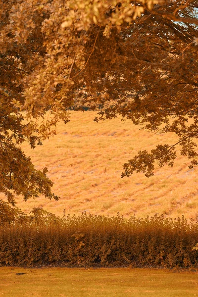 Beautiful Autumn Beautiful Colors Autumn Autumn Forest — Stockfoto