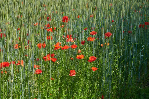 Wheat Fields Poppies Early Summer Nature Photos Denmark — Foto de Stock