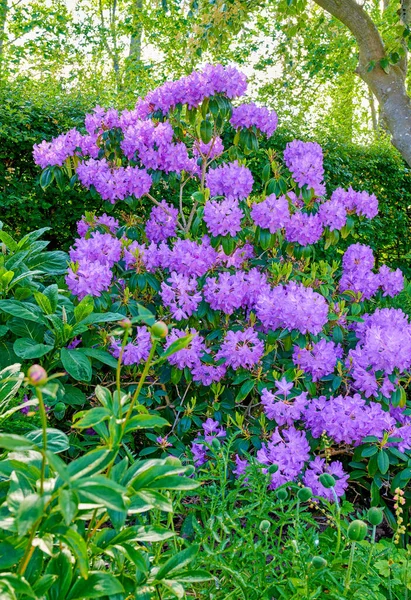 Purple Rhododendron Flowers Series Purple Rhododendron Garden — Photo