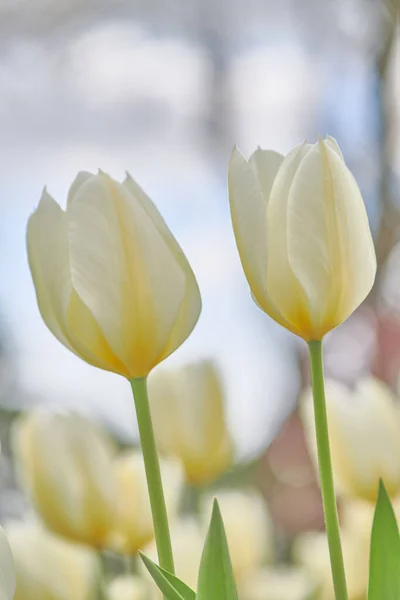 Белые Тюльпаны Моем Саду Прекрасные Белые Тюльпаны Моем Саду Ранней — стоковое фото