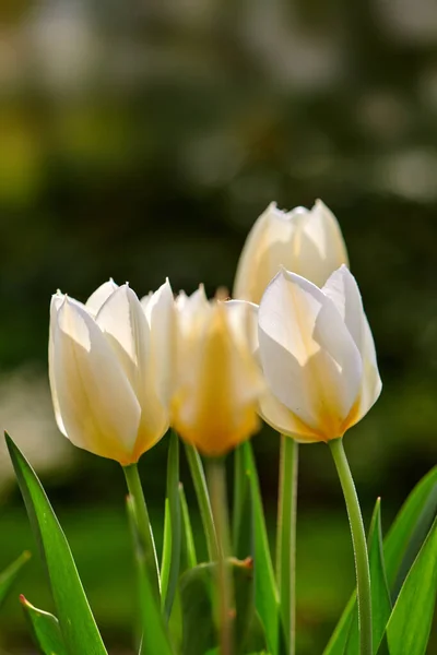 Tulips Garden Photo Beautiful Tulips Garden Early Springtime — Stockfoto