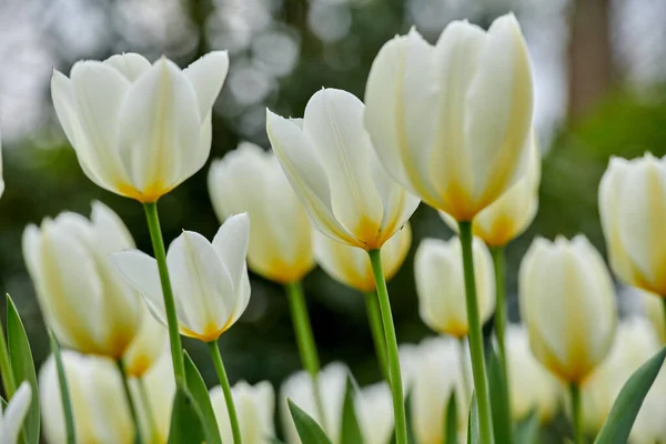 Bahçemde Beyaz Laleler Baharın Ilk Zamanlarında Bahçemde Güzel Beyaz Laleler — Stok fotoğraf