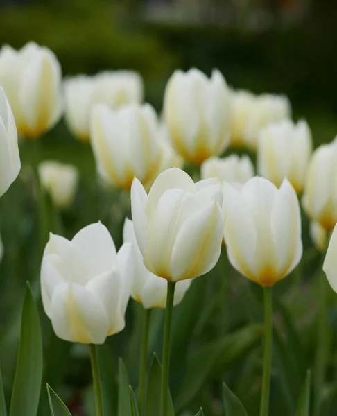 Природа Дании Прекрасные Белые Тюльпаны Моем Саду Ранней Весной — стоковое фото