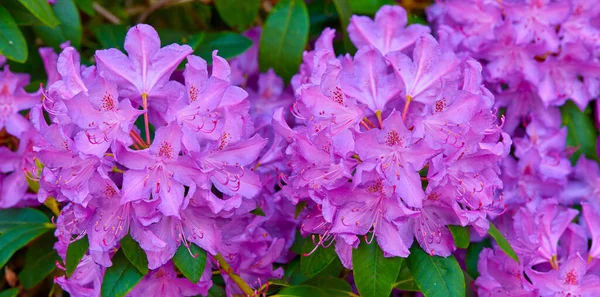 Rhododendron Garden Flowers May — Photo
