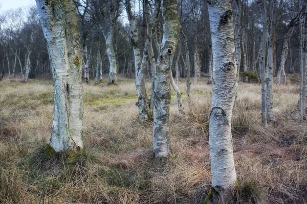 Forest Wilderness Uncultivated Forest Wilderness Denmark Odde Natural Park — Stock fotografie