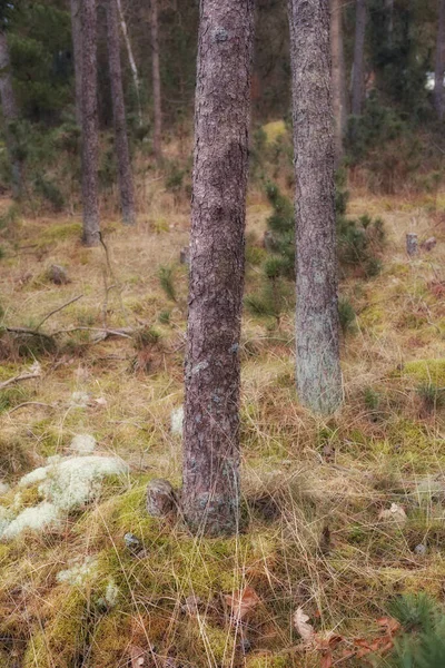 Forest Wilderness Uncultivated Forest Wilderness Denmark Odde Natural Park — Fotografia de Stock