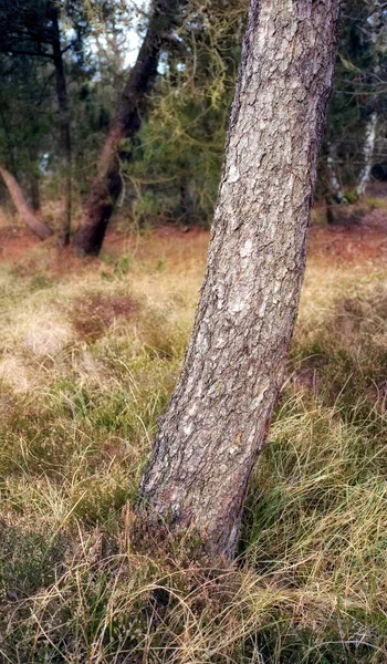 Forest Wilderness Uncultivated Forest Wilderness Denmark Odde Natural Park — Zdjęcie stockowe