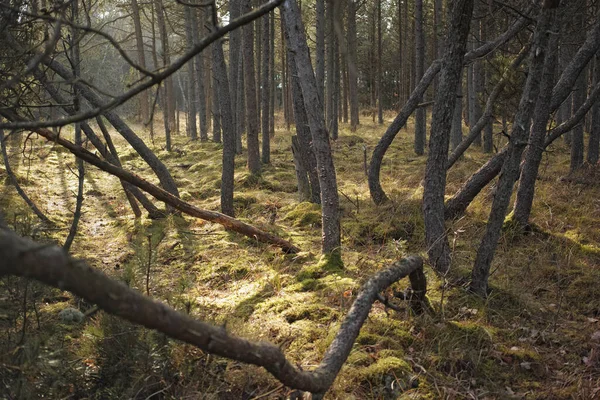Лісова Пустеля Необроблена Лісова Пустеля Данії — стокове фото