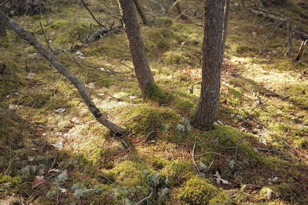 Forest Wilderness Uncultivated Forest Wilderness Denmark Odde Natural Park —  Fotos de Stock