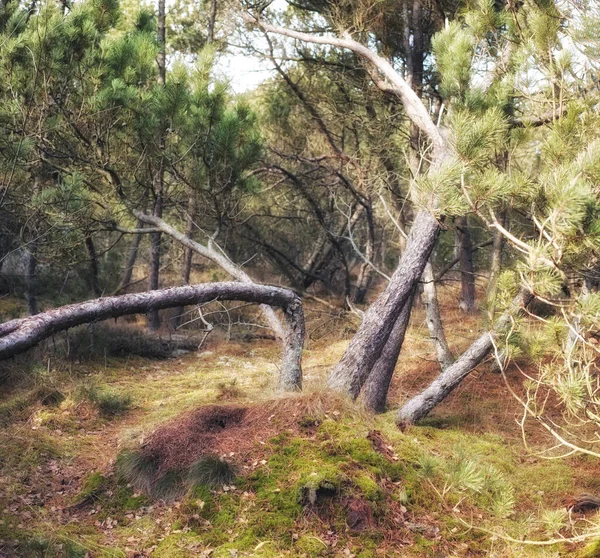 Forest Wilderness Uncultivated Forest Wilderness Denmark Odde Natural Park — Stock Fotó