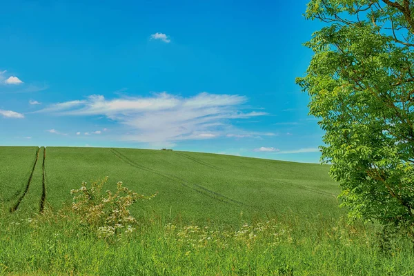 Green Fields Blue Sky Spring Farmland Springtime Lots Copy Space — Stock Fotó