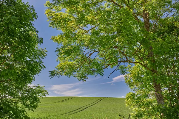 Зеленые Поля Голубое Небо Обрамленное Деревьями Зеленые Поля Голубое Небо — стоковое фото