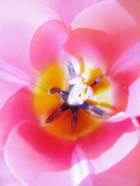 Rhododendron Garden Flowers May — Fotografia de Stock