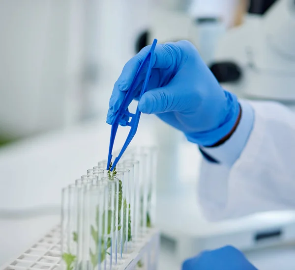 Growing Really Fast Closeup Unrecognizable Scientist Placing Tiny Plants Vials — Zdjęcie stockowe