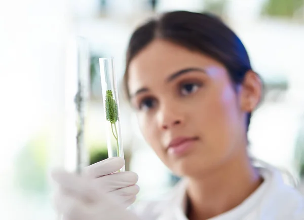 Lets Test See What Might Yield Young Scientist Working Plant — Photo