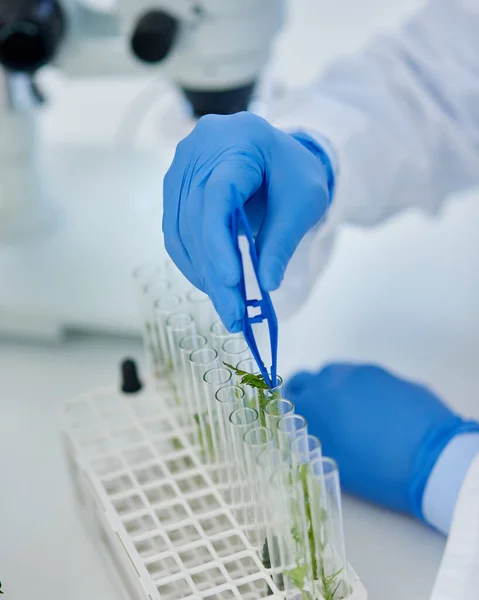 Cant Wait Get Bigger Closeup Unrecognizable Scientist Placing Tiny Plants — Photo