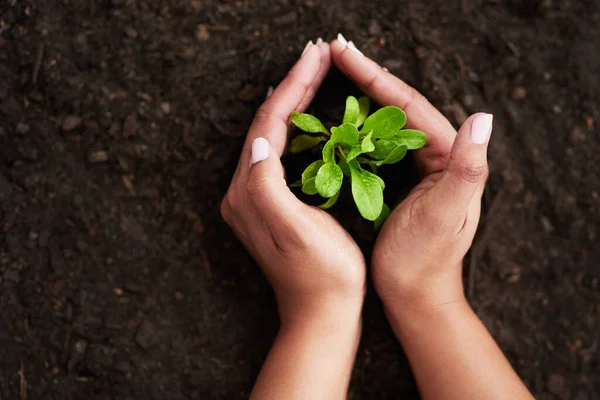 Depend Plants Fresh Air Food Unrecognizable Woman Holding Her Hands — 스톡 사진