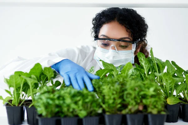 Using Her Knowledge Increase Crop Yields Female Scientist Experimenting Plants — Fotografia de Stock