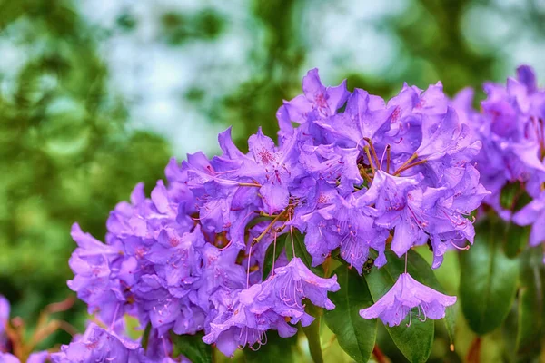 Rhododendron Garden Flowers May — kuvapankkivalokuva