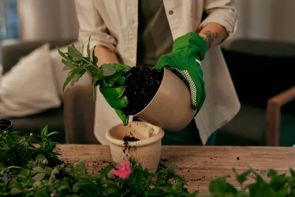 Adding Magic Potting Soil Mix Unrecognizable Florist Potting Plants Her — Stock fotografie