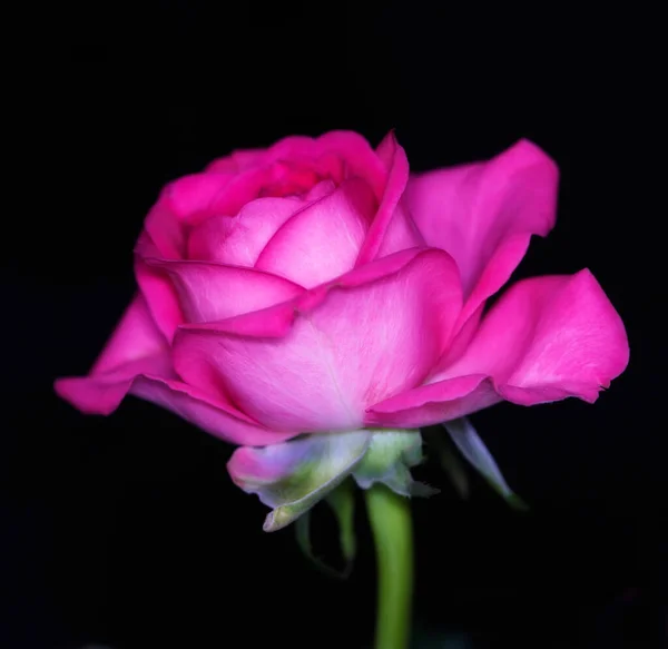 Red Roses Beautiful Red Rose Black Background Isolated — Stock fotografie