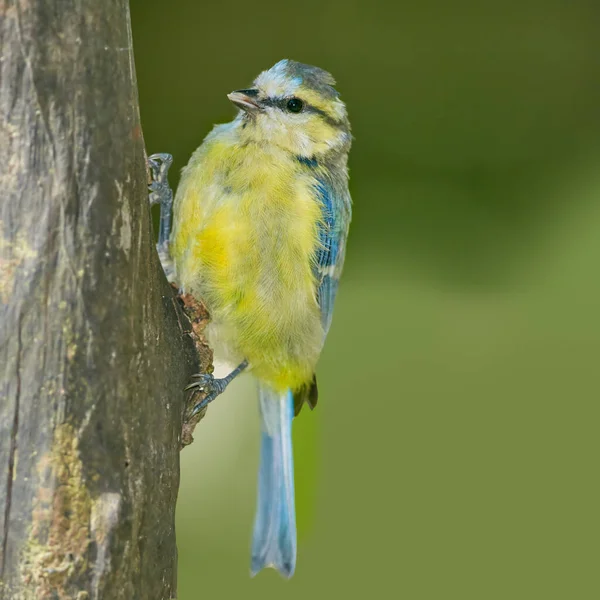 Great Tit Parus Major Eurasian Blue Tit Small Passerine Bird — Foto Stock