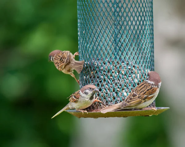 Σπουργίτι Σπουργίτια Είναι Μια Οικογένεια Μικρών Περαστικών Πουλιών Των Περαστικών — Φωτογραφία Αρχείου