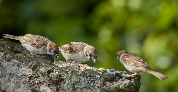 Sparrow Sparrows Uma Família Aves Passeridae Eles Também São Conhecidos — Fotografia de Stock