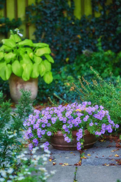 Purple Garden Flowers Photo Beautiful Purple Flowers Springtime — Stock Photo, Image