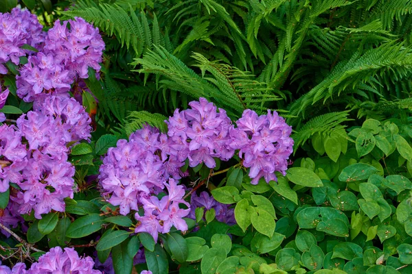 Purple Garden Flowers Photo Beautiful Purple Flowers Springtime — Photo
