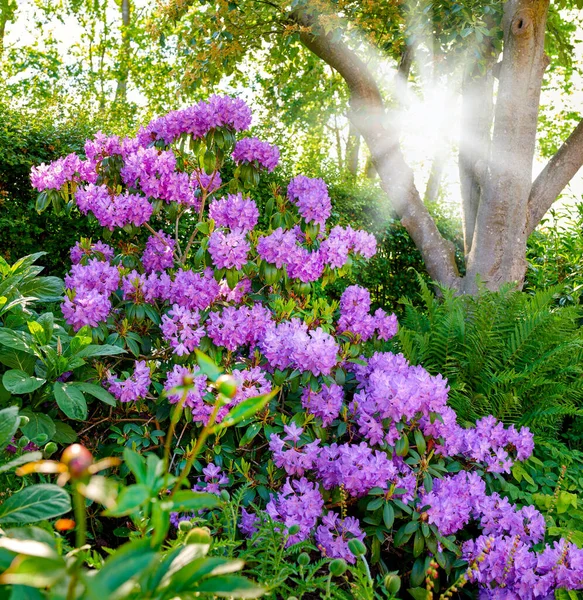 Purple Rhododendron Flowers Series Purple Rhododendron Garden — Zdjęcie stockowe