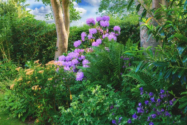 Purple Rhododendron Flowers Series Purple Rhododendron Garden — Zdjęcie stockowe