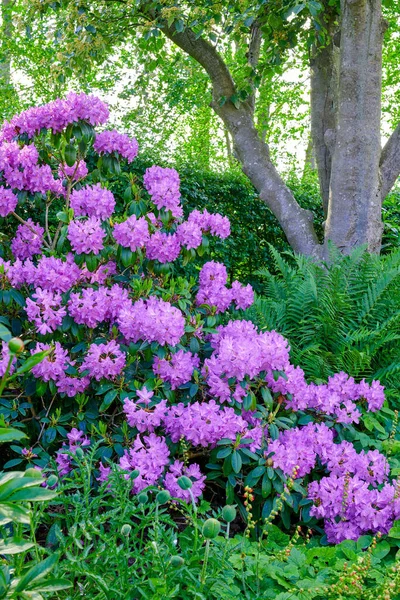 Purple Garden Flowers Photo Beautiful Purple Flowers Springtime — Zdjęcie stockowe