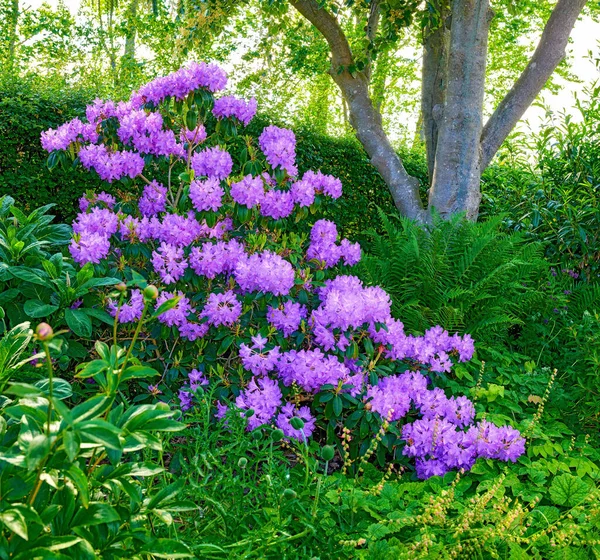 Purple Rhododendron Flowers Series Purple Rhododendron Garden — Photo