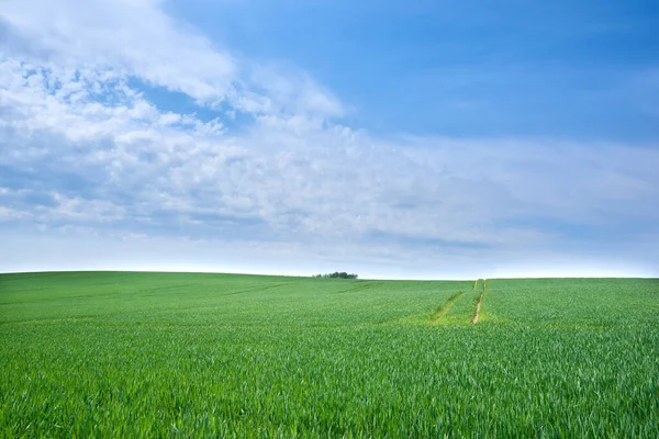 Green Fields Blue Skies Green Fields Blue Sky Spring Early — Foto Stock