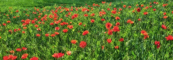 Wheat Fields Poppies Early Summer Photo Poppies Countryside Early Summer — Stock fotografie