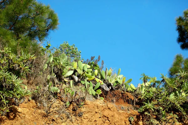 Mountain Trails Palma Canary Islands Mountain Trails Palma West Coast — Stockfoto