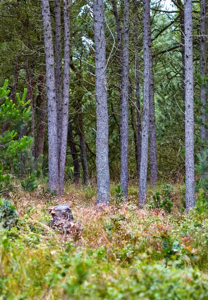 Een Foto Van Groene Weelderige Bos — Stockfoto