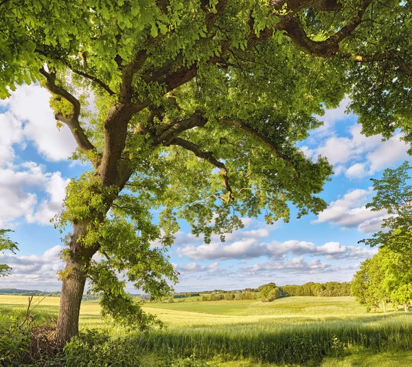 Danish forest in springtime. A photo of green and lush forest in springtime