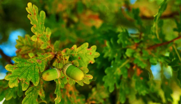 Hardwood Forest Denmark Hardwood Forest Uncultivated Denmark — 图库照片